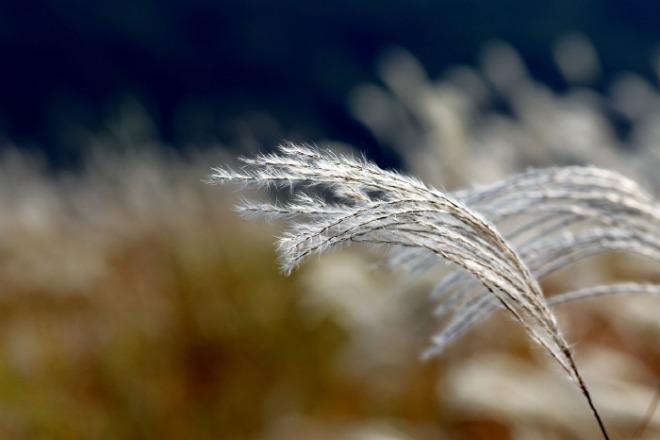[크기변환]silver-grass-5693271_1280.jpg