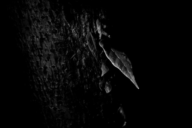 [크기변환]tree-5973753_1280.jpg