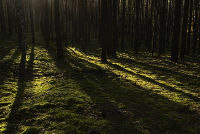 [크기변환]forest-6364913_1280.jpg