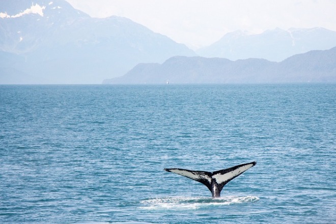 whale-4424846_1280.jpg