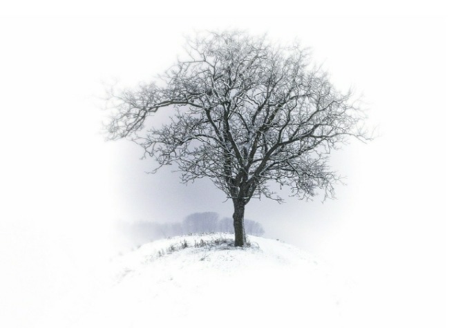 [크기변환] tree-530324_1280.jpg