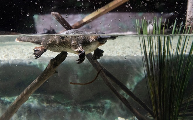 platypus-3762257_1280.jpg