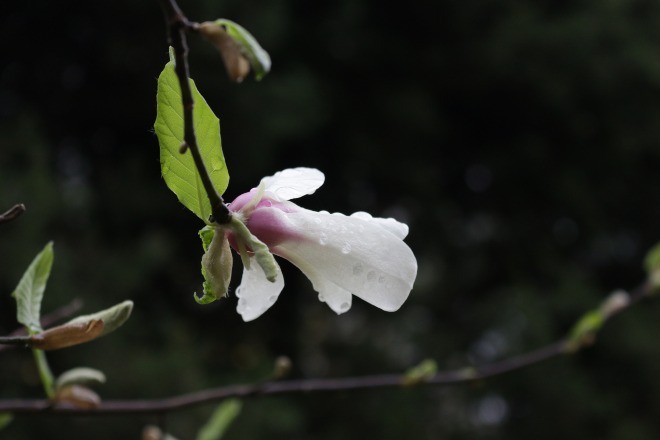 IMG_9942.JPG