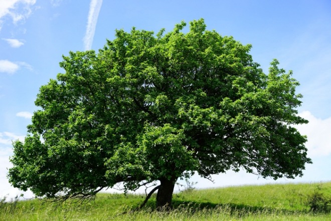 tree-1464727_1920.jpg
