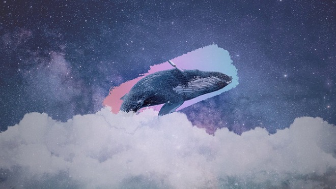 whale-3928638_1280.jpg