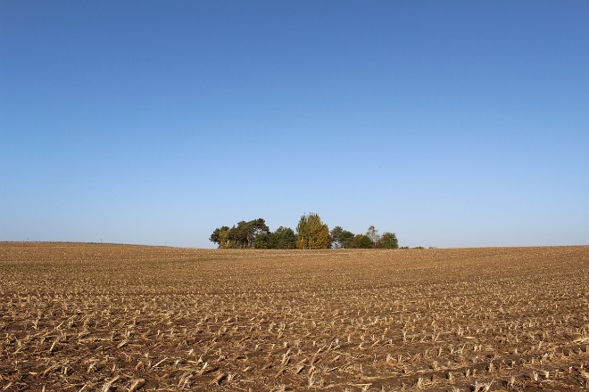 cornfield-1002864_1280.jpg