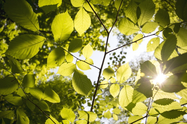 leaves-3089991_1280_수정.jpg