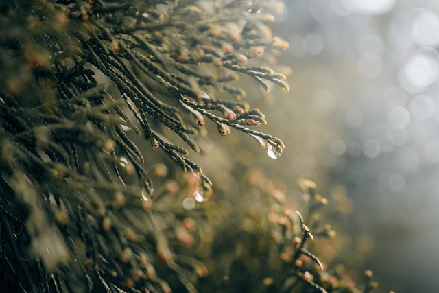 flora-7311021_640.jpg