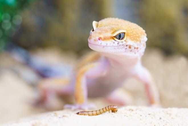 gecko-2299365_1280.jpg