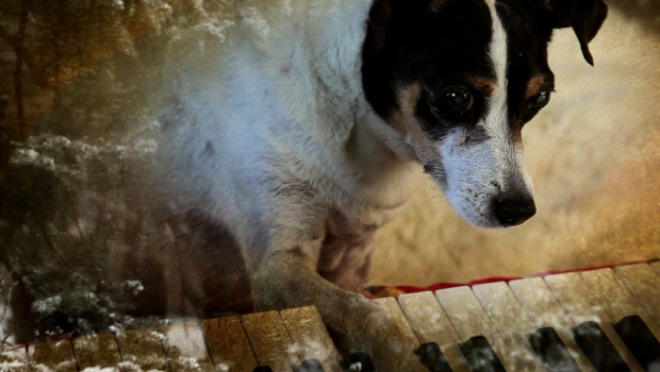 [크기변환][포맷변환]Heart-of-a-Dog_Still_06.png의-사본.jpg
