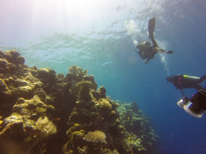 [크기변환]reef-1148995_1280.jpg