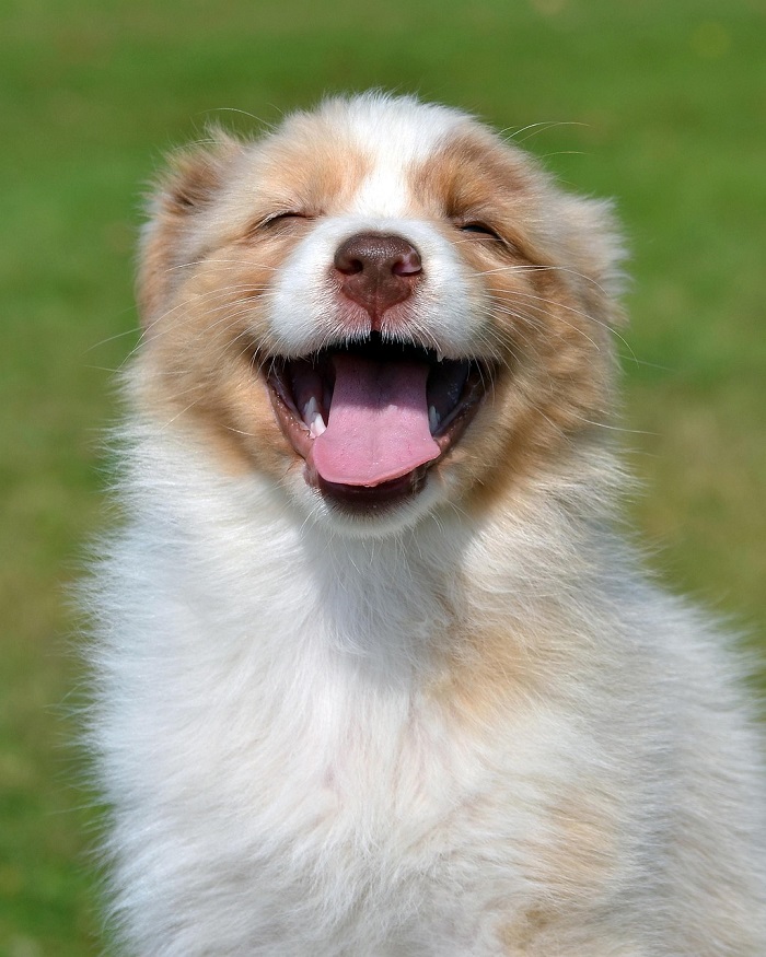 australian-shepherd-5851158_1280.jpg
