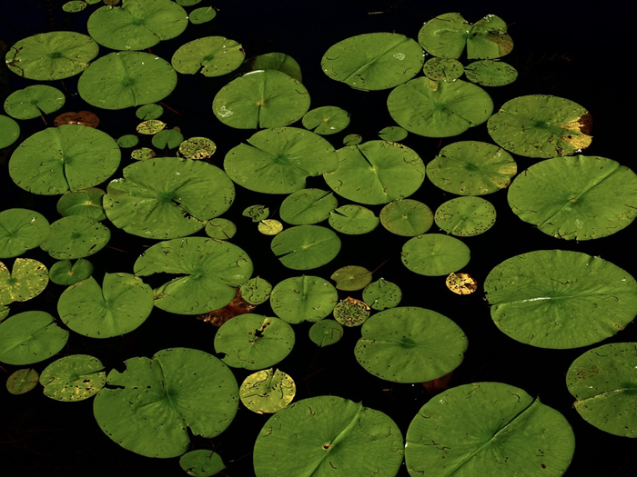 2108948941_ezSIFOq9_leaves.png