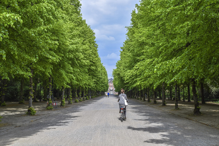 avenue-5314089_1280.jpg