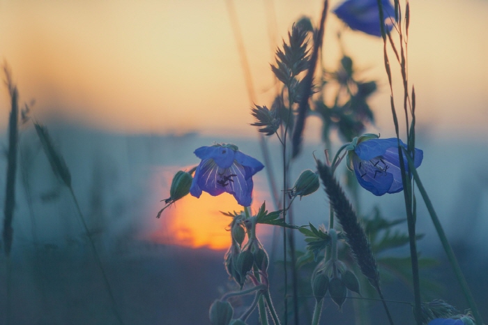 [크기변환]meadow-811339_1280.jpg