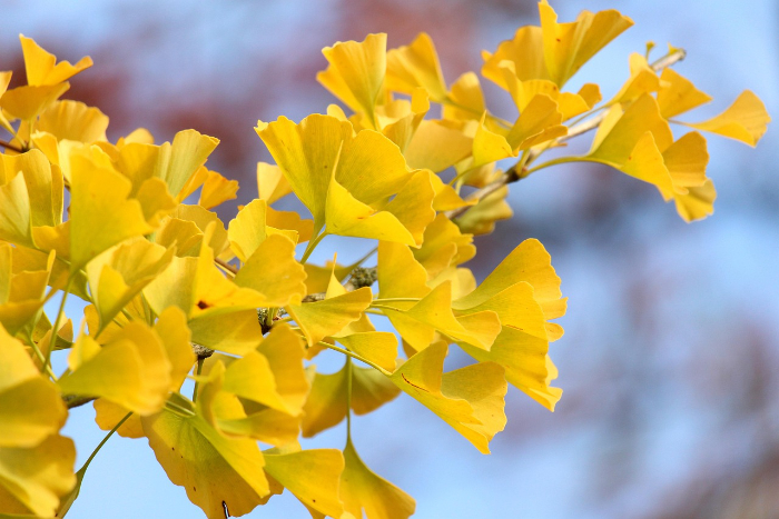 fall-7562668_1280.jpg