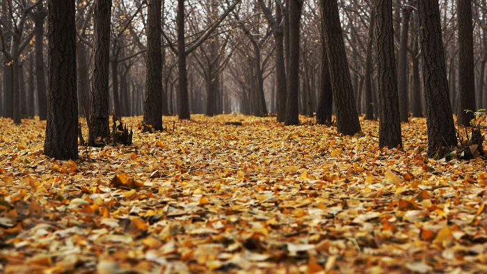 autumn-1869426_1280.jpg