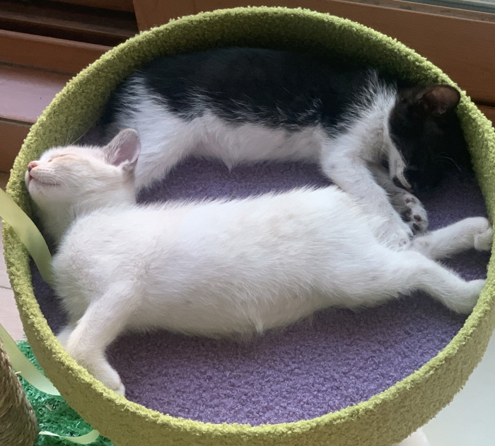 [크기변환]고양이 2마리.jpg