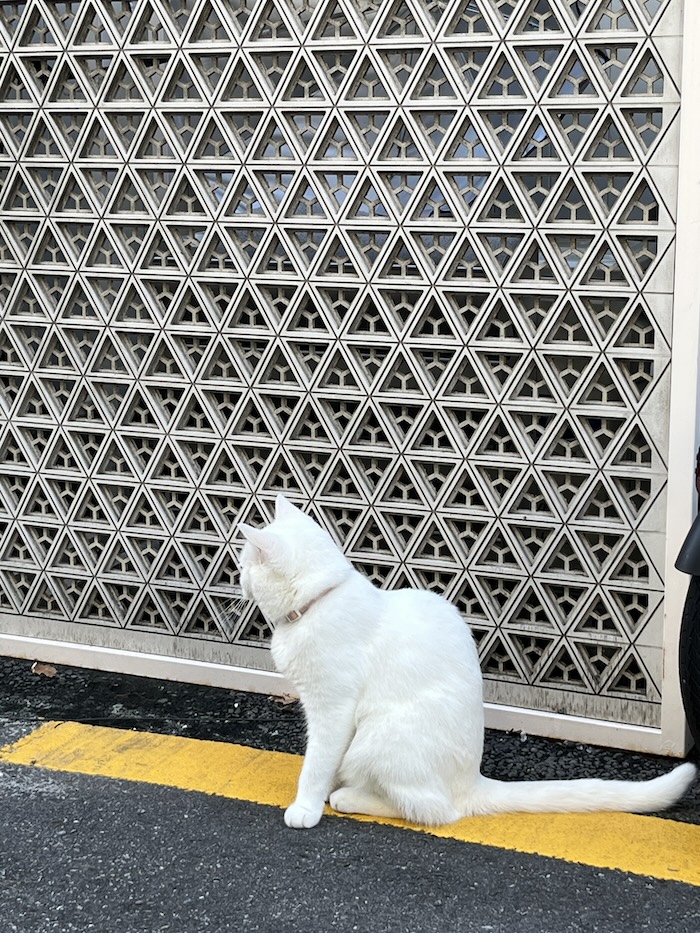 괭이.jpeg
