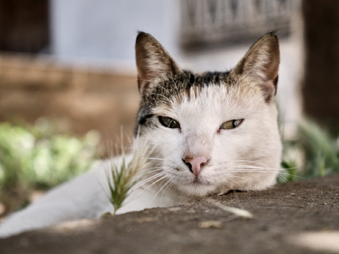 [꾸미기][크기변환]cat-7193769_1280.jpg
