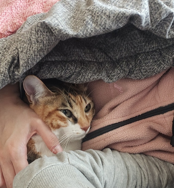 고양이.jpg