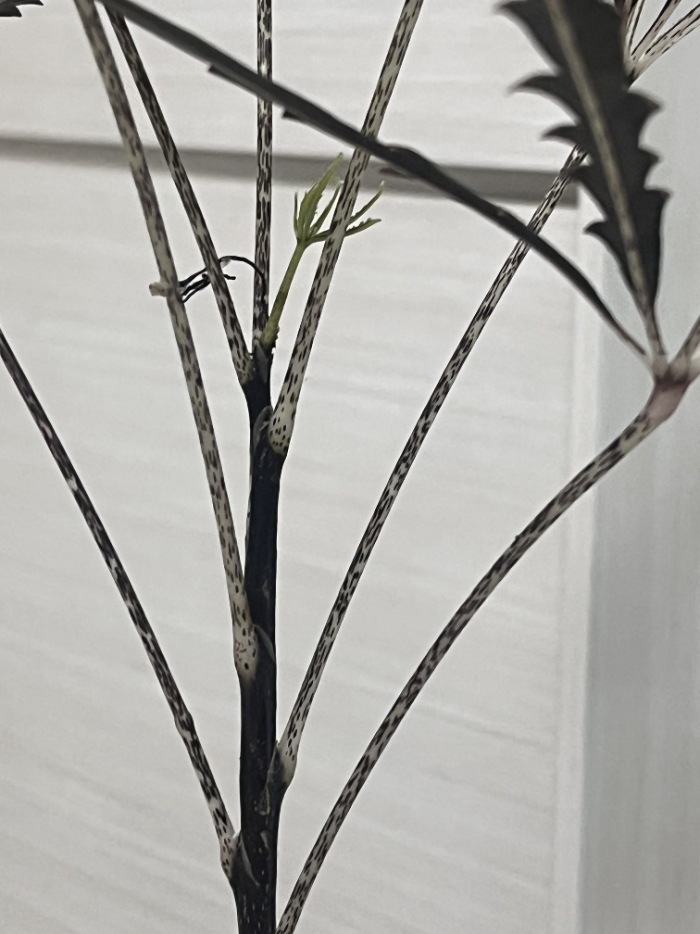 KakaoTalk_20260301_223252990.jpg