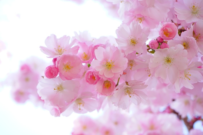 hans-pink-324175.jpg