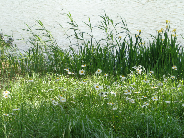 DSC01220.JPG