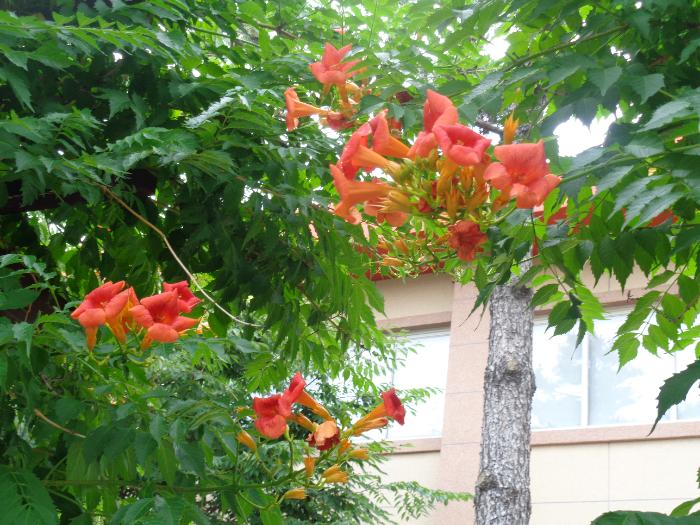 DSC00756.JPG