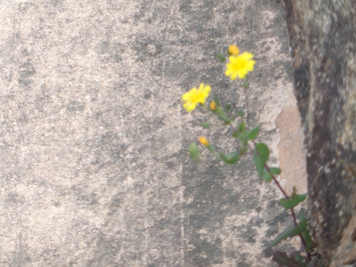 DSC01336.JPG