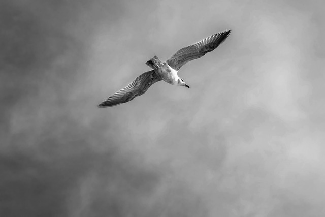 elg21-seagull-7860410_640.jpg