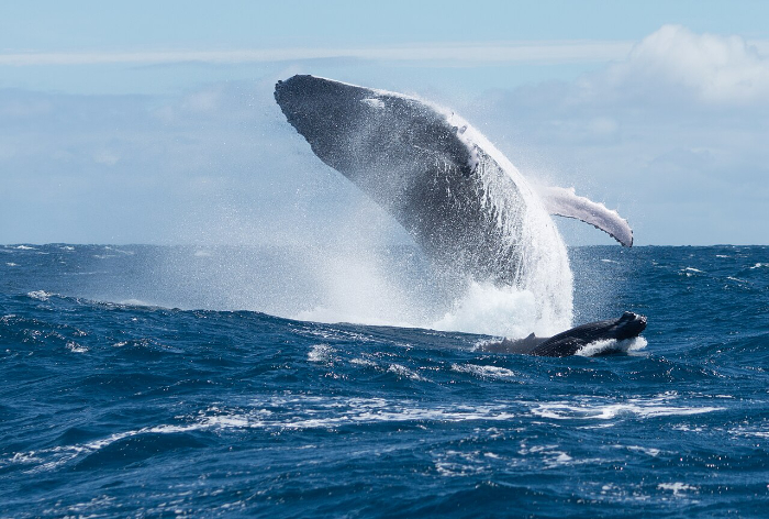 Baleine_à_bosse_et_son_baleineau_2.jpg