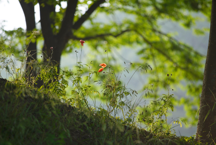ajs1980518-nature-5213891_1920.jpg