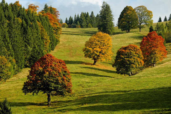couleur-fall-2800880_1920.jpg
