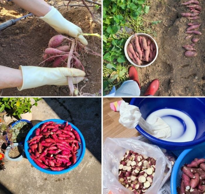 고구마 콜라주1.JPG