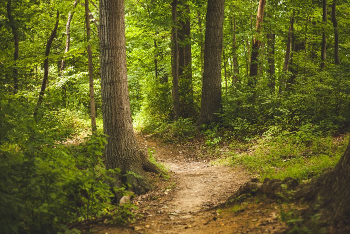 pexels-forest-1868028.jpg