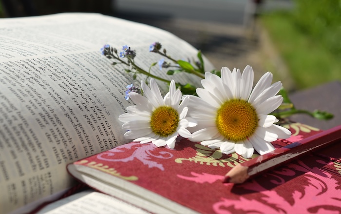 congerdesign-daisies-676368.jpg