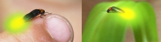 반딧불2.jpg