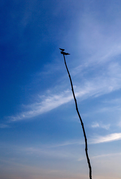 a0100509_4c60574d7caaf.jpg