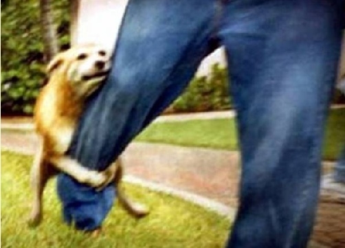 가지마.jpg
