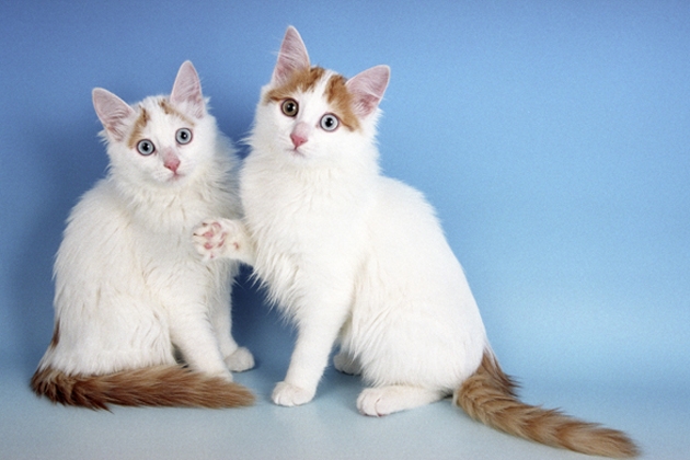 AP-GTXH9V_Turkish_Van_Kittens.jpg