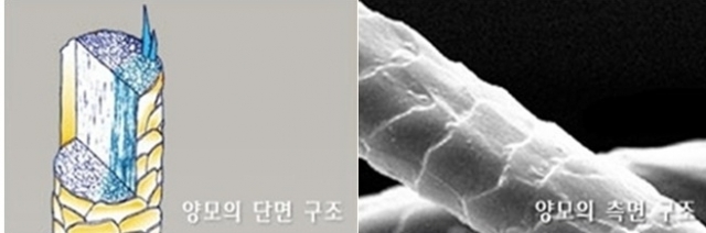 양모의 구조.jpg