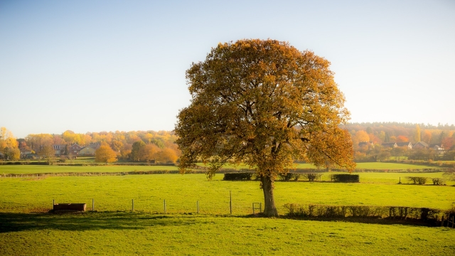 tree-1017551_1280.jpg