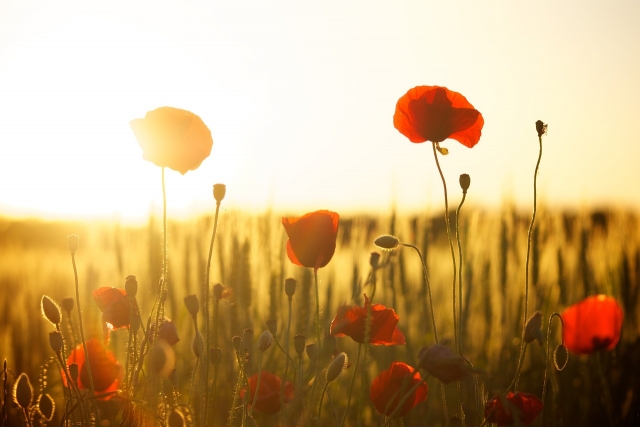 sunset-174276_1280.jpg