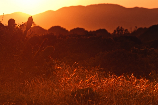 sunset.jpg