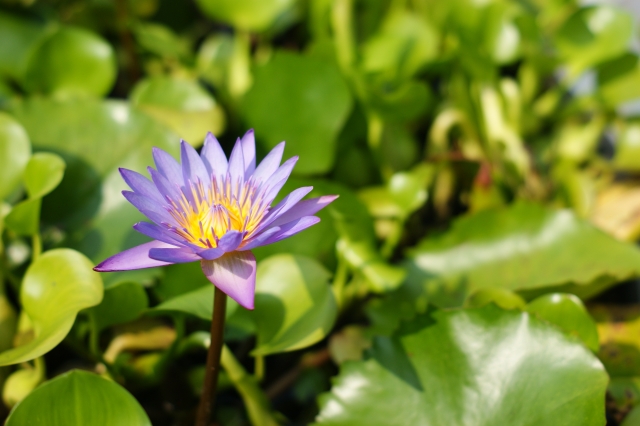 DSC08483.JPG