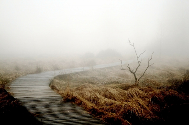 fog-258232_1280.jpg